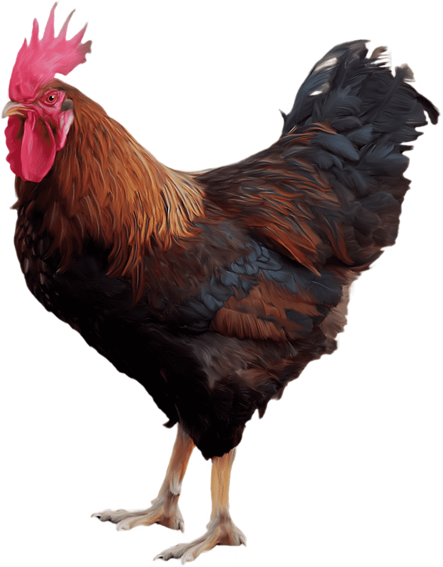 png clipart black and red rooster chicken rooster cock animals galliformes
