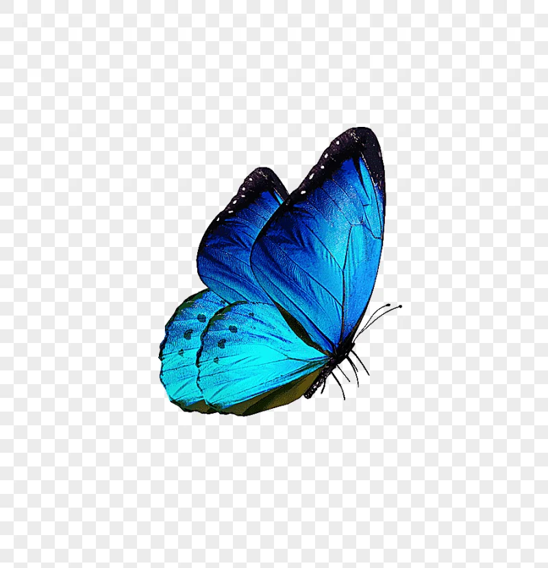 png clipart blue and black butterfly butterfly samsung galaxy s8 karner blue butterfly blu