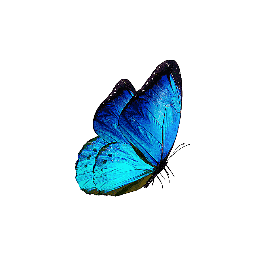 png clipart blue and black butterfly butterfly samsung galaxy s8 karner blue butterfly blu