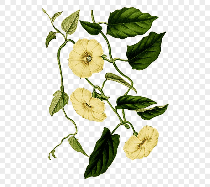 png clipart botany picturing plants flower petal flower watercolor painting leaf