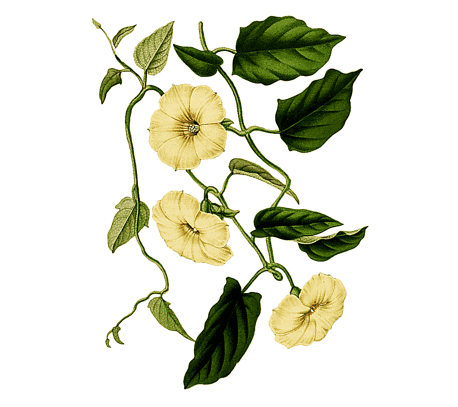 png clipart botany picturing plants flower petal flower watercolor painting leaf