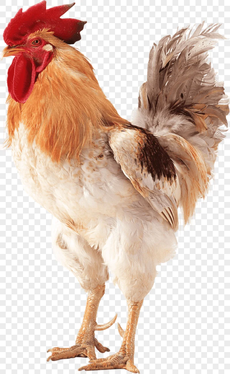 png clipart brahma chicken rooster poultry chicken galliformes chicken