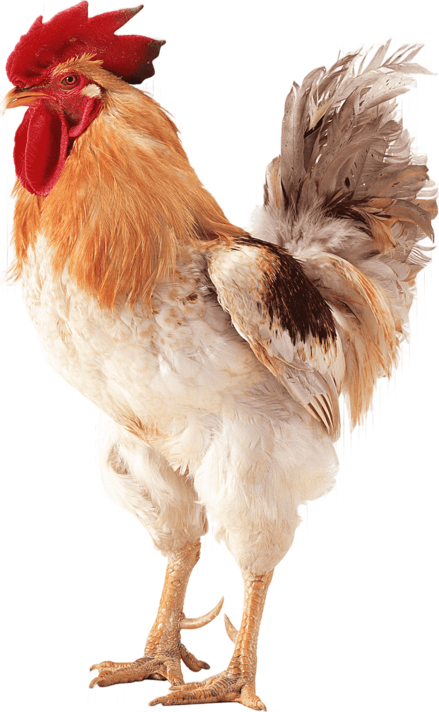 png clipart brahma chicken rooster poultry chicken galliformes chicken