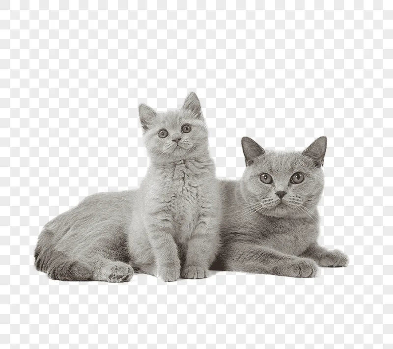 png clipart british shorthair kitten puppy american bully pit bull kitten mammal cat like mammal