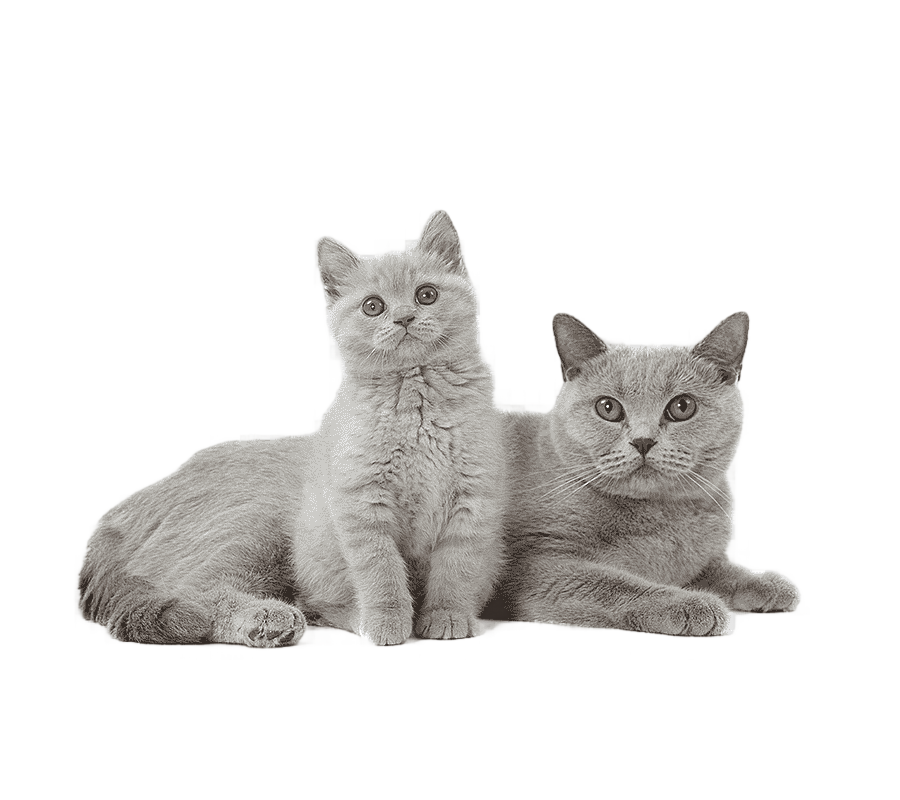 png clipart british shorthair kitten puppy american bully pit bull kitten mammal cat like mammal