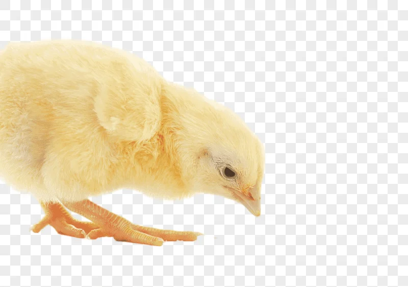 png clipart broiler chicken animal feed additives poultry feed chicken animals galliformes