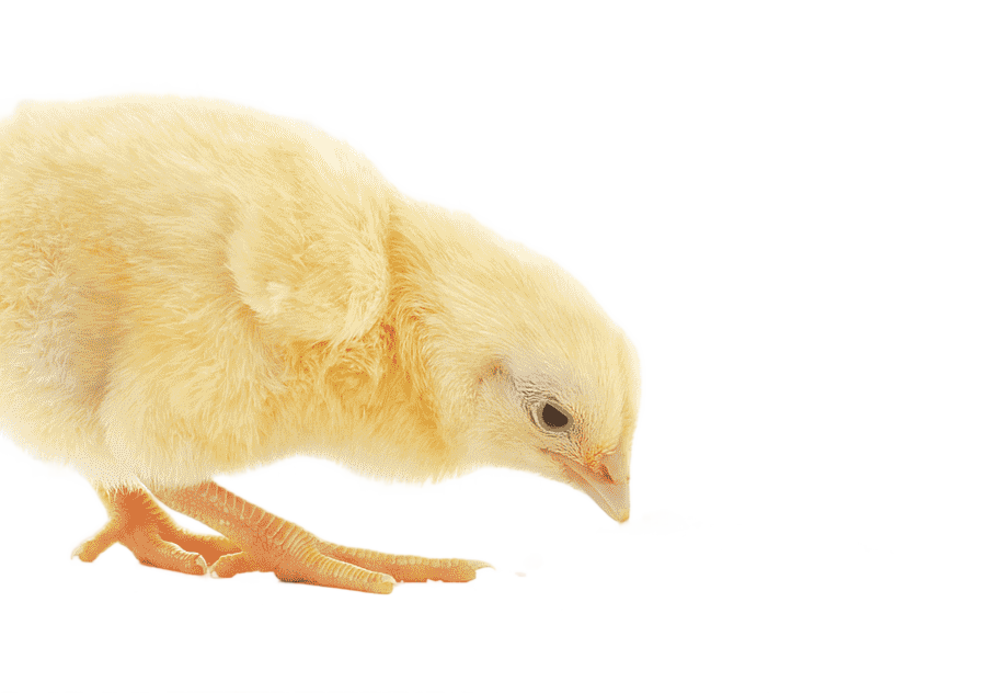 png clipart broiler chicken animal feed additives poultry feed chicken animals galliformes