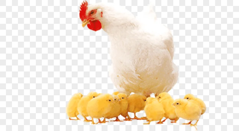 png clipart broiler chicken as food poultry farming chicken food animals