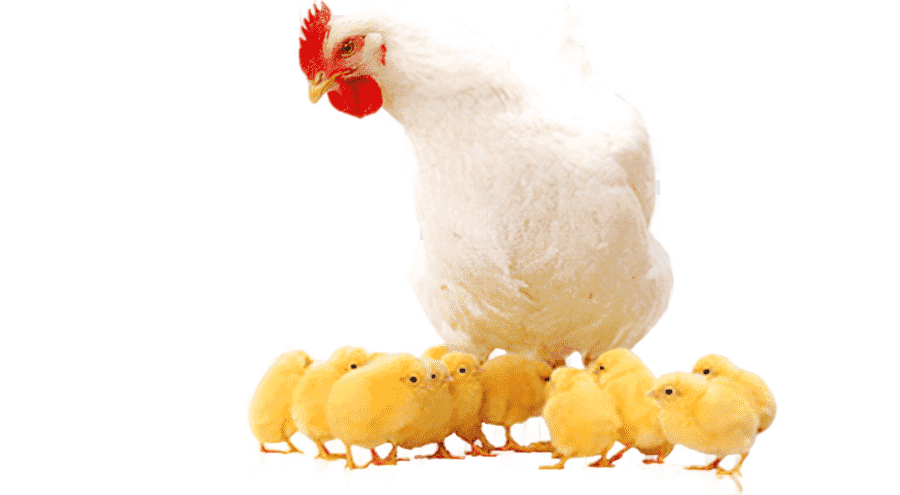 png clipart broiler chicken as food poultry farming chicken food animals