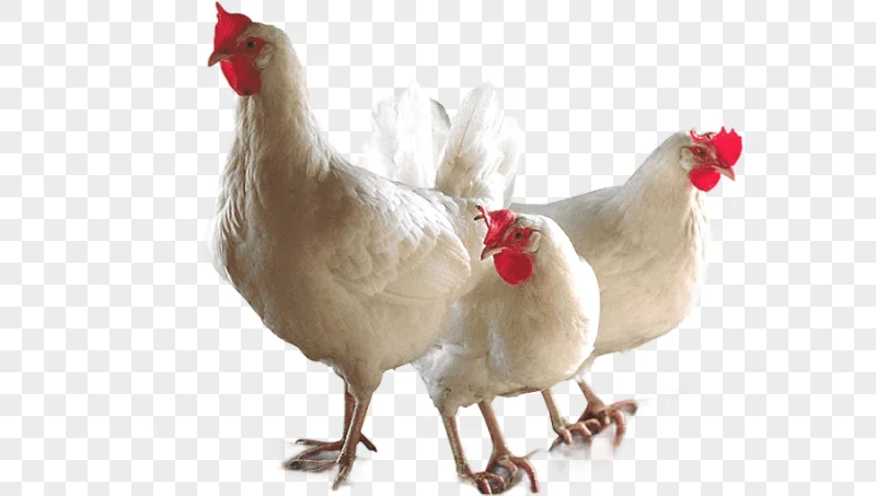 png clipart broiler chicken bird poultry farming chicken animals beef
