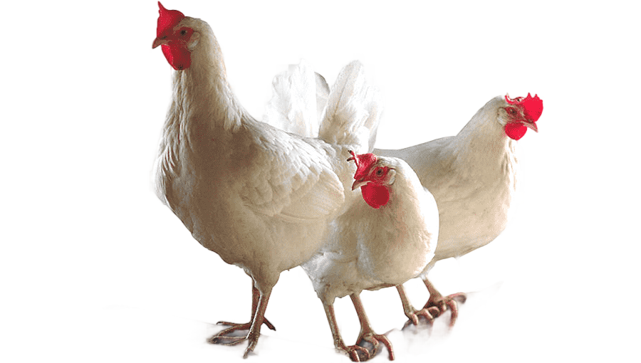 png clipart broiler chicken bird poultry farming chicken animals beef