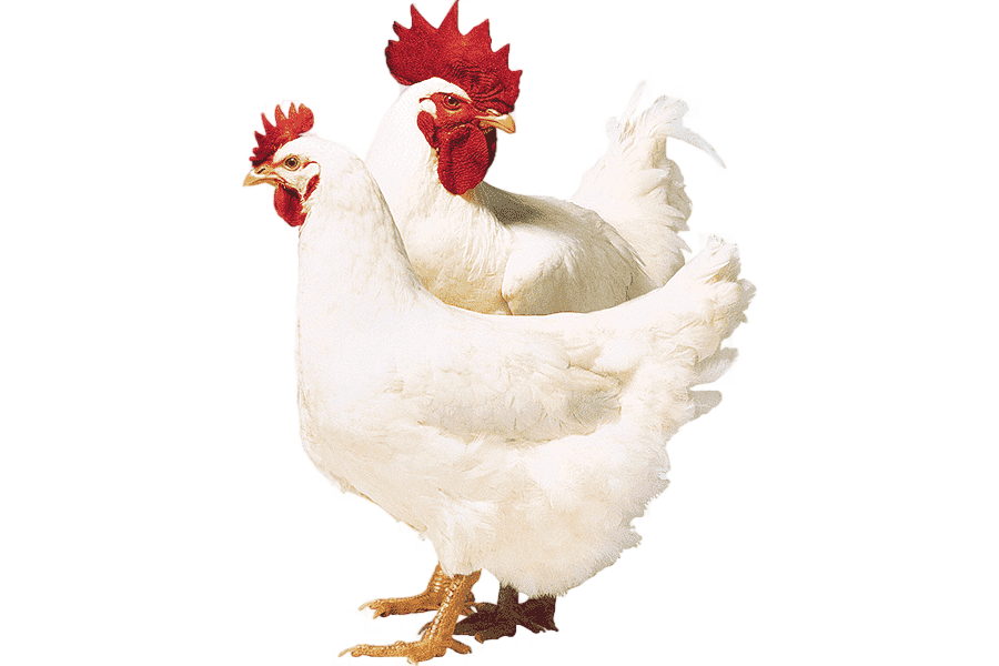 png clipart broiler chicken poultry ross stores chicken food animals