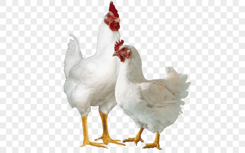 png clipart broiler chickens broiler chicken poultry farming cornish game hen chicken food