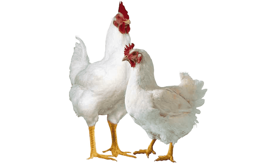 png clipart broiler chickens broiler chicken poultry farming cornish game hen chicken food