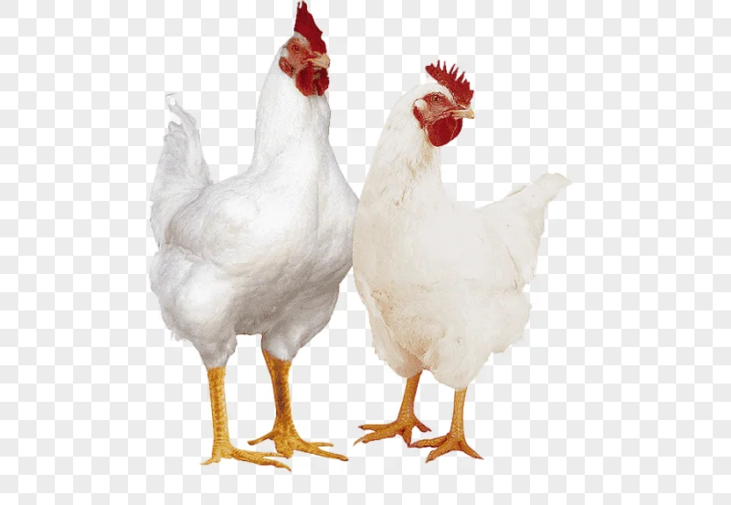 png clipart broiler cornish chicken poultry farming chicken as food meat galliformes chicken