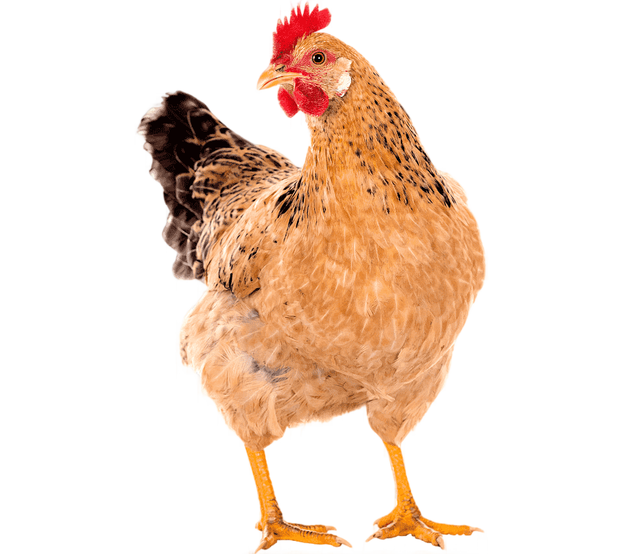 png clipart brown and black hen chicken coop free range poultry rooster hen chicken animal