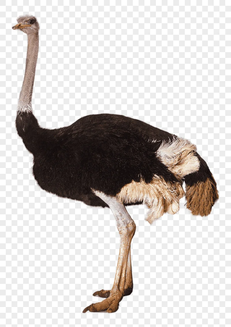 png clipart brown and gray ostrich illustration bird southern ostrich somali ostrich ostri