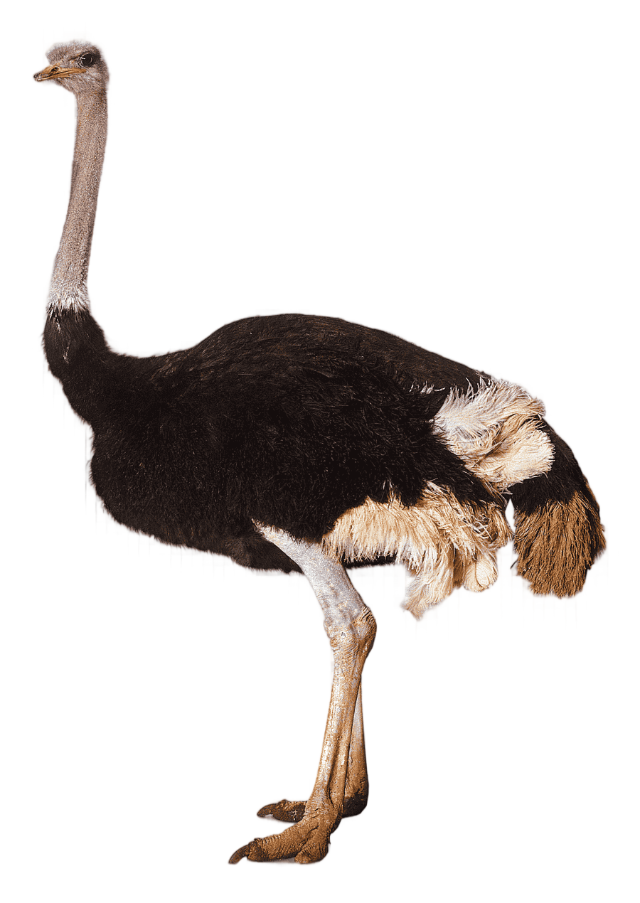png clipart brown and gray ostrich illustration bird southern ostrich somali ostrich ostri