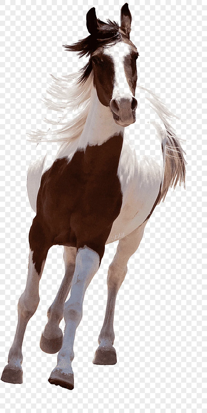 png clipart brown and white horse art arabian horse american paint horse hand painted hors