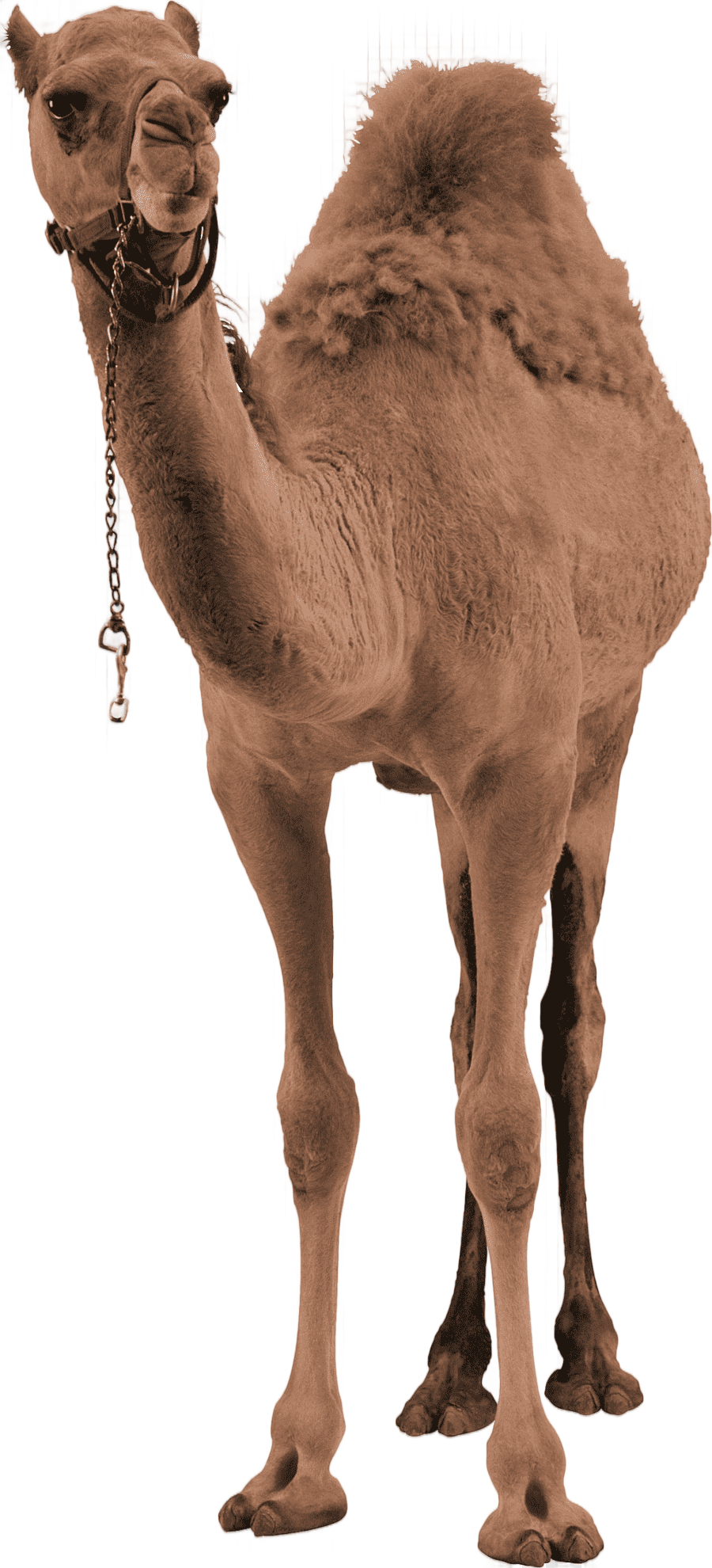 png clipart brown camel bactrian camel dromedary camel mammal image file formats