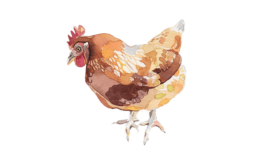 png clipart brown hen art roast chicken lemon chicken watercolor painting illustration chi