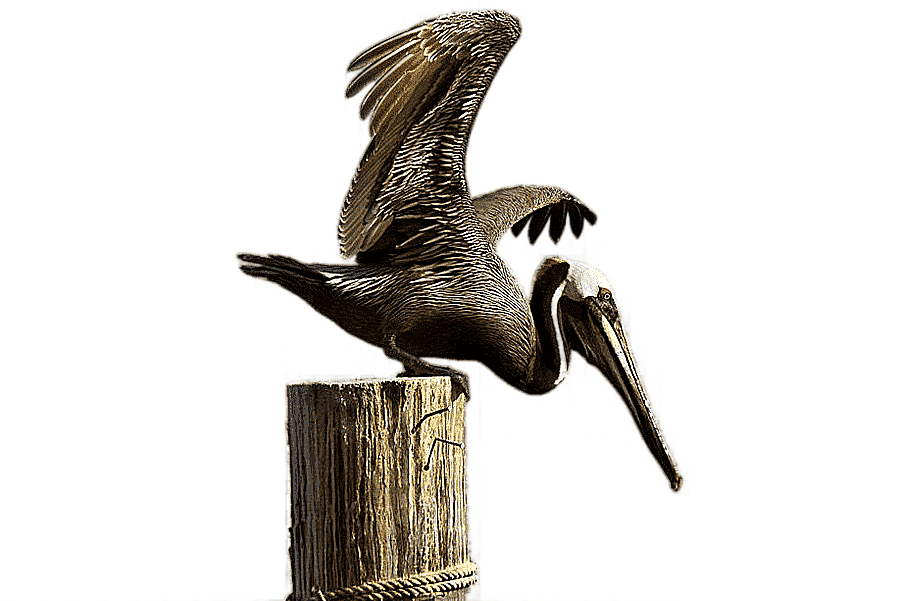 png clipart brown pelican sticker pelicano brown fauna