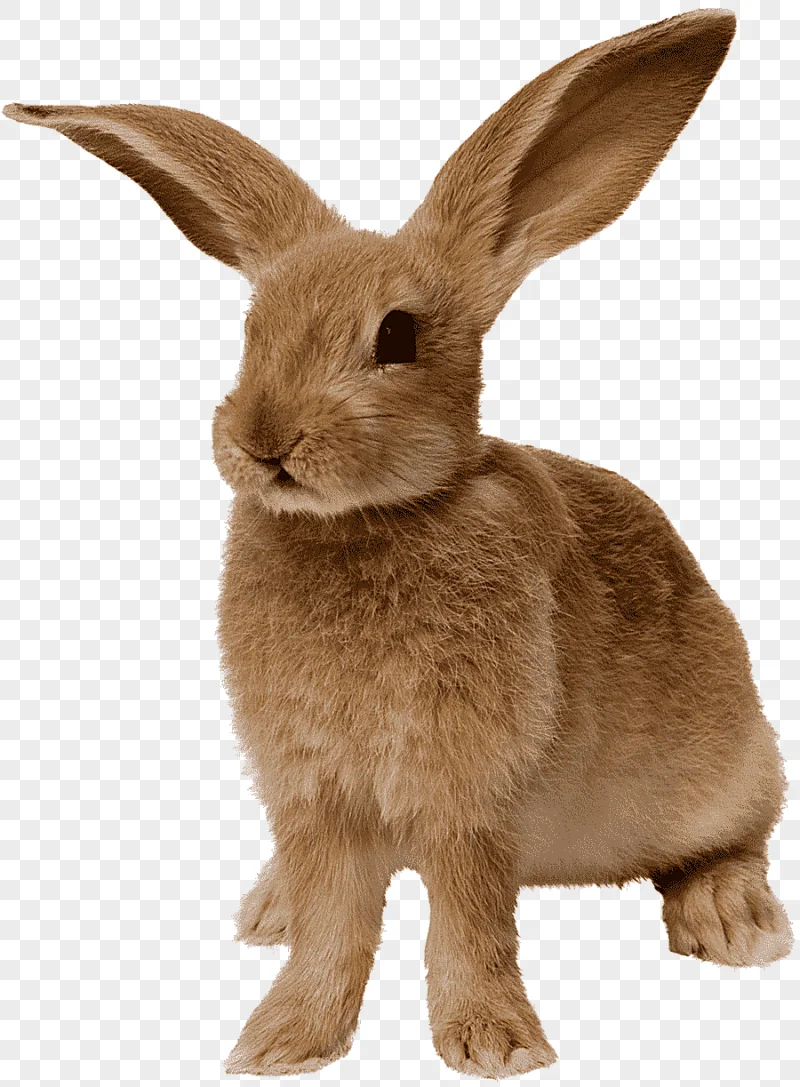 png clipart brown rabbit easter bunny rabbit rabbit mammal image file formats
