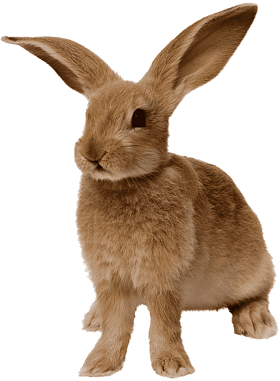 png clipart brown rabbit easter bunny rabbit rabbit mammal image file formats
