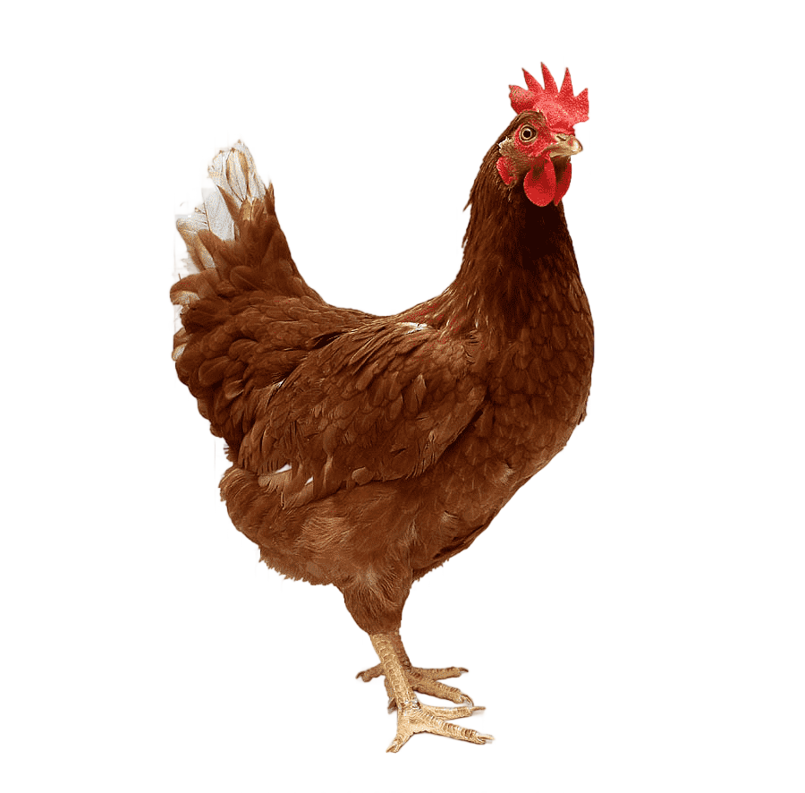 png clipart brown rooster illustration chicken meat broiler roast chicken chicken food gal