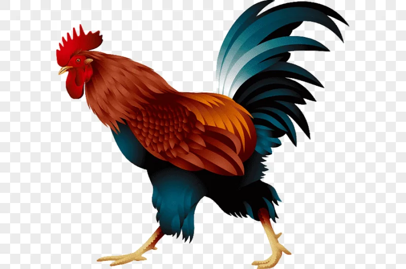 png clipart cartoon rooster animal illustrations land animals