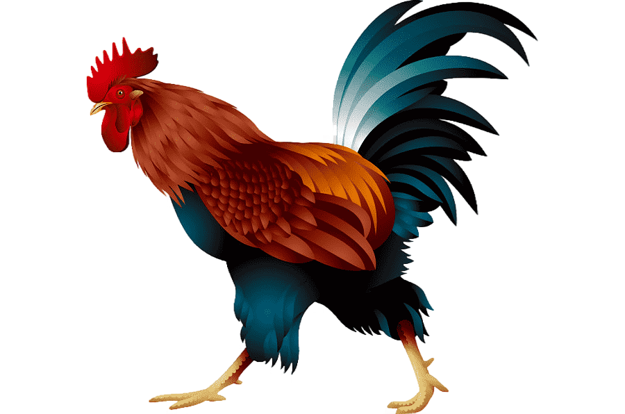 png clipart cartoon rooster animal illustrations land animals