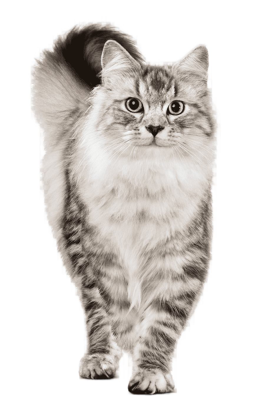 png clipart cat food chicken as food cat mammal food