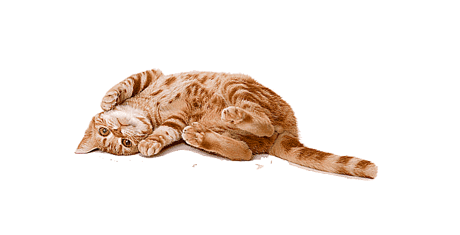 png clipart cat hd cat pet
