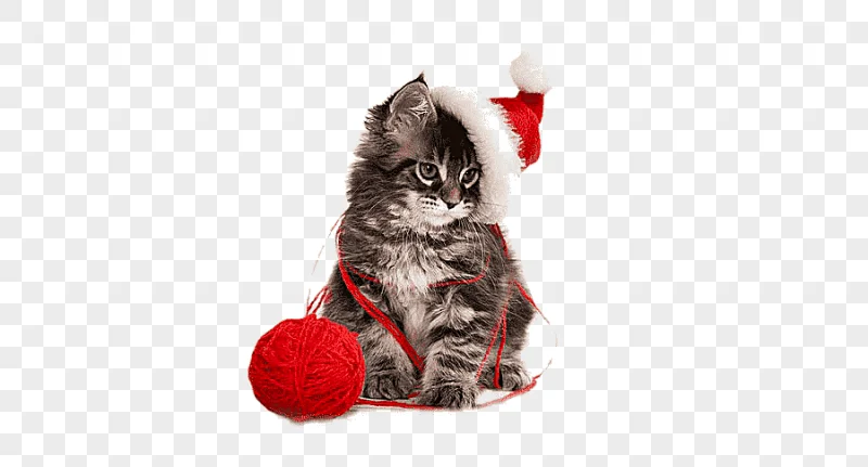 png clipart cat wearing santa hat cat kitten santa claus christmas puppy christmas cute ca