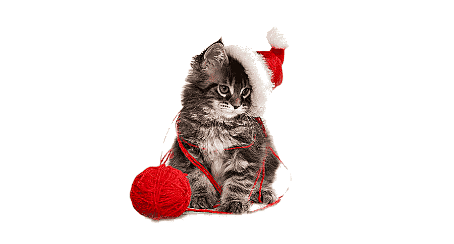 png clipart cat wearing santa hat cat kitten santa claus christmas puppy christmas cute ca