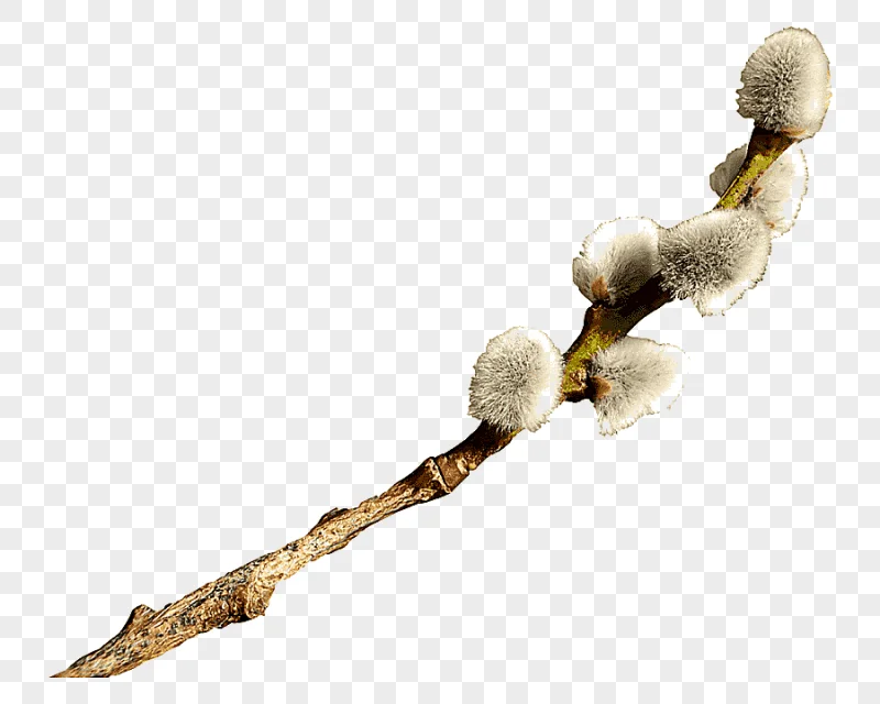png clipart catkin easter willow easter holidays branch