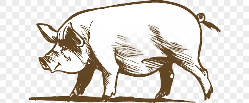 png clipart cattle pig chicken live pig mammal animals