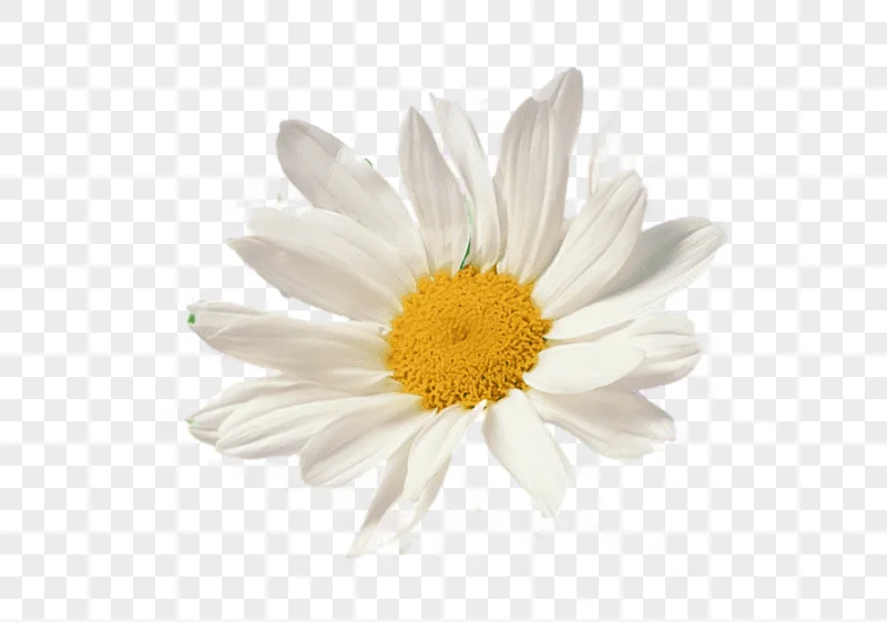 png clipart chamomile chamomile image file formats flower