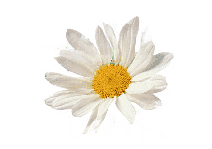 png clipart chamomile chamomile image file formats flower