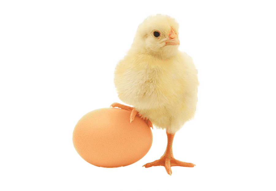 png clipart chick and egg plymouth rock chicken chicken or the egg organic food organic eg