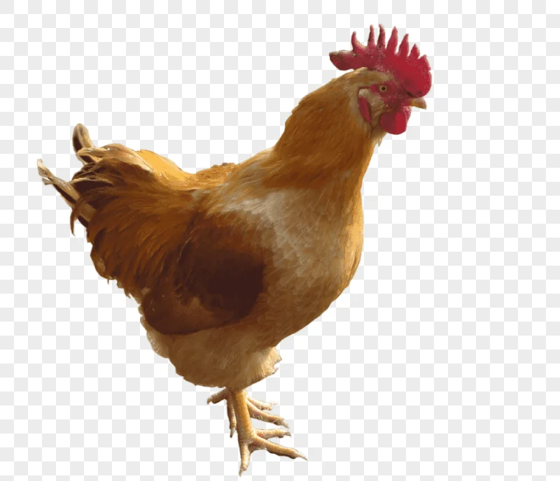 png clipart chicken animal cock
