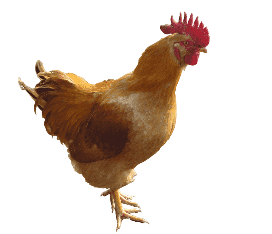 png clipart chicken animal cock