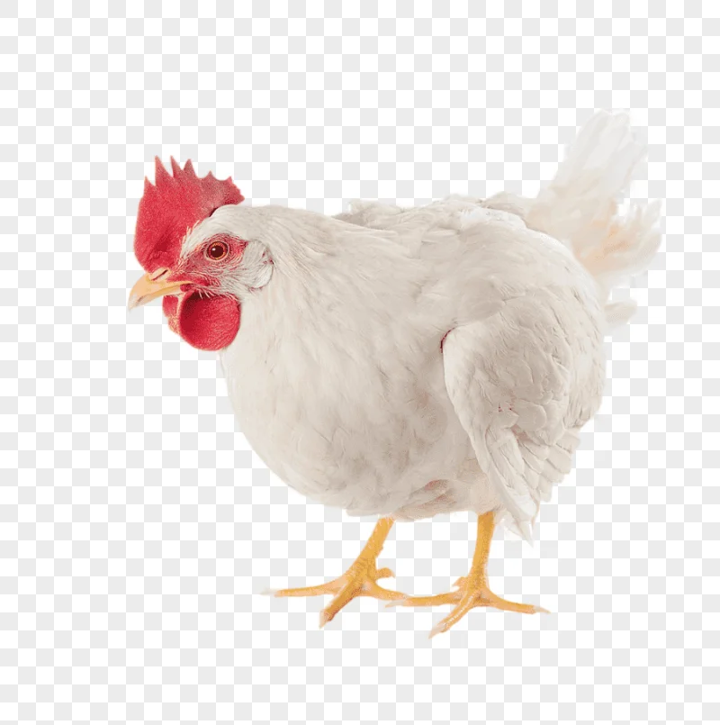 png clipart chicken as food broiler poultry farming egg broiler chicken food galliformes