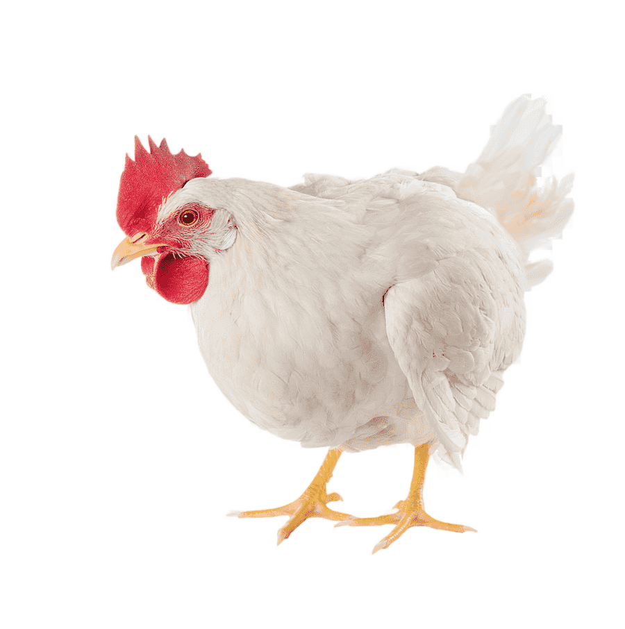 png clipart chicken as food broiler poultry farming egg broiler chicken food galliformes