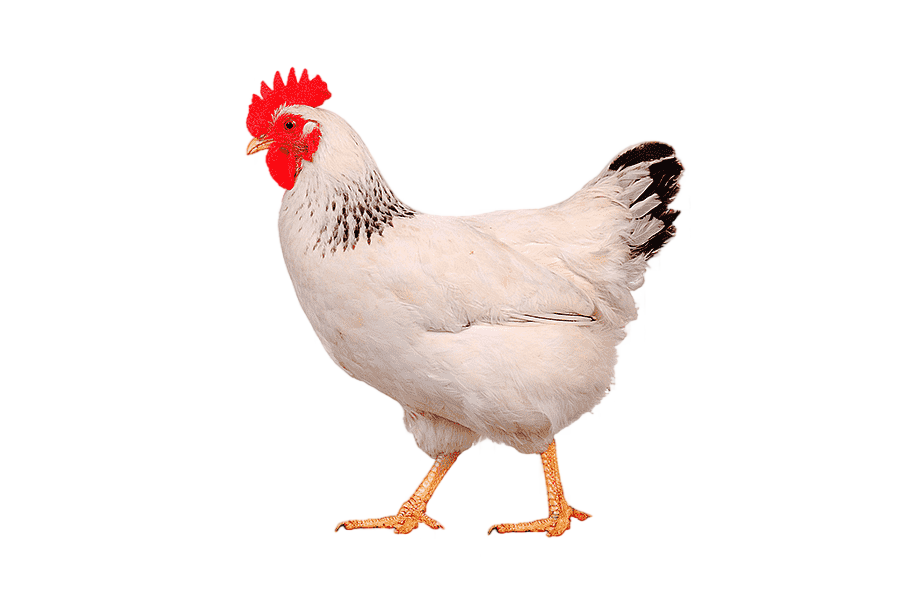 png clipart chicken as food broiler poultry hen chicken
