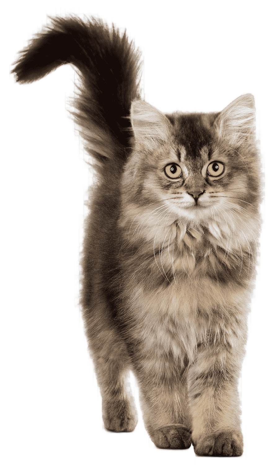 png clipart chicken as food cat food kitten chicken mammal food