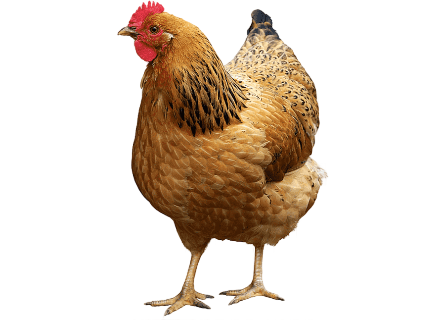 png clipart chicken as food hen poultry rooster chicken animals chicken