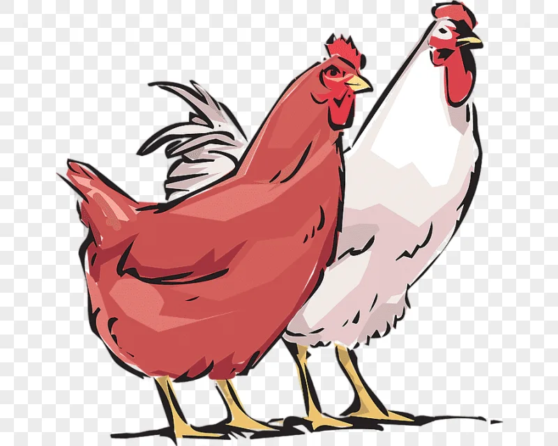 png clipart chicken as food poultry farming rooster cockhd food galliformes