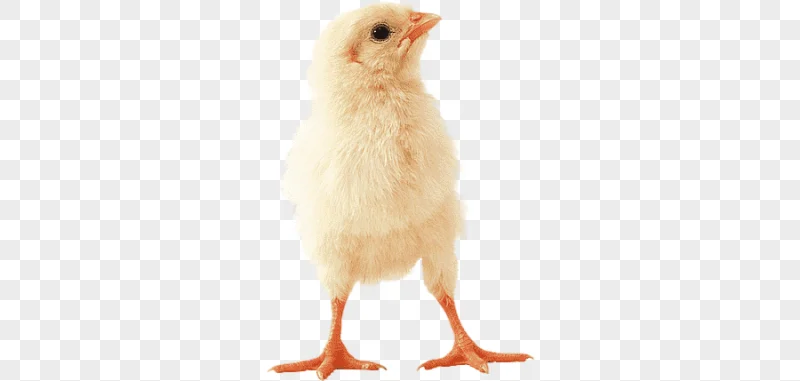 png clipart chicken baby chicken chick
