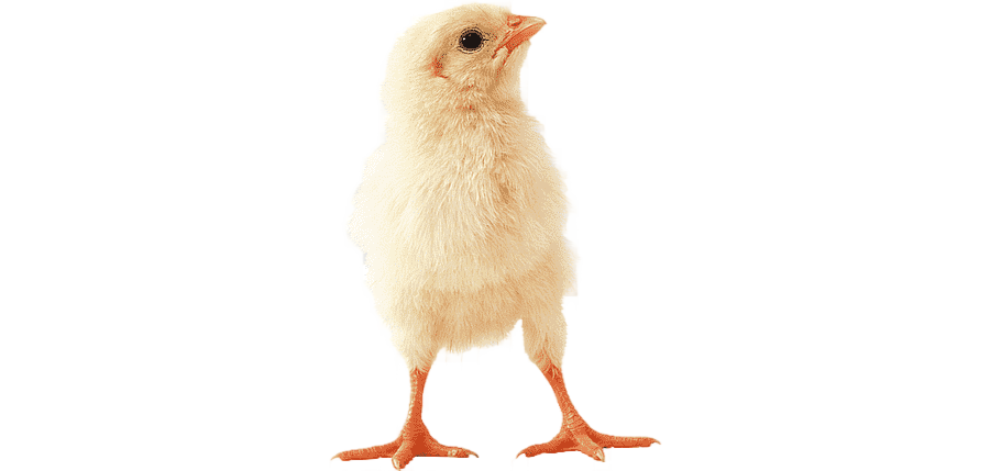 png clipart chicken baby chicken chick